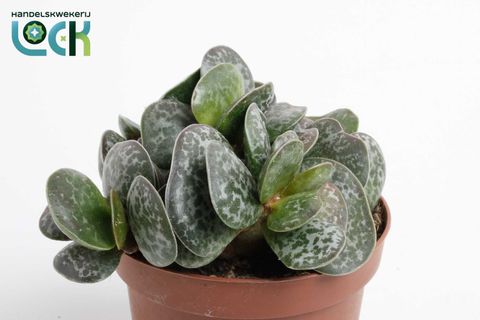 Adromischus cooperi