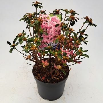 Rhododendron 'Kermesina Rosé' (AJ)