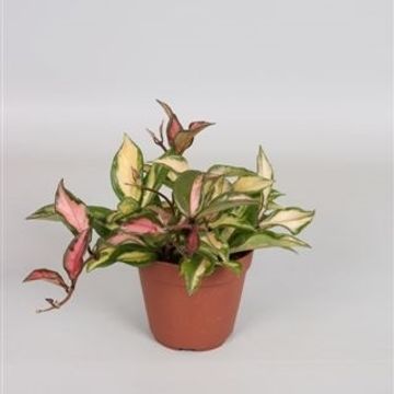 Hoya carnosa 'Tricolor'