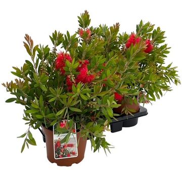 Callistemon laevis