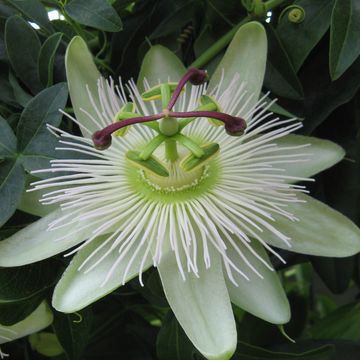 Passiflora 'Snow Queen'