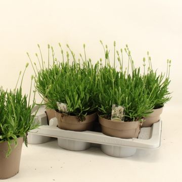 Lavandula angustifolia AROMANCE WHITE