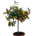 Citrus japonica