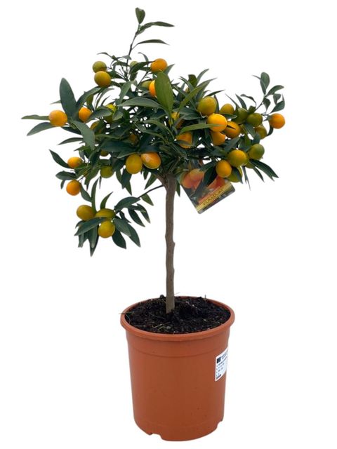 Citrus japonica