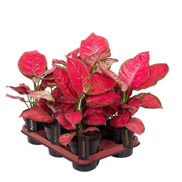Aglaonema 'Red Surprise'