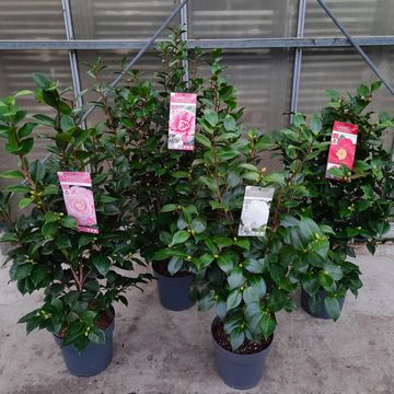 Camellia japonica MIX