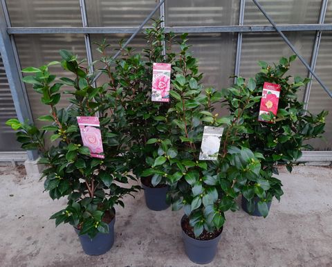 Camellia japonica MIX