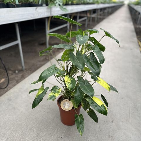 Philodendron burle-marxii 'Variegata'