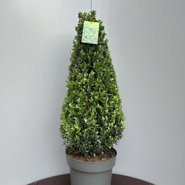 Ilex crenata 'Caroline Upright'