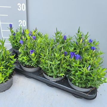 Gentiana 'Diana'