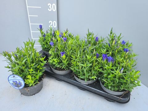 Gentiana 'Diana'