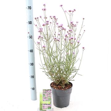 Verbena bonariensis 'Royal Dreams'