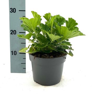 Geum 'Totally Tangerine'