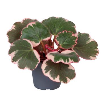 Saxifraga stolonifera 'Tricolor'