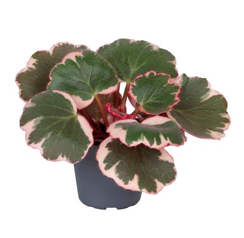 Saxifraga stolonifera 'Tricolor'