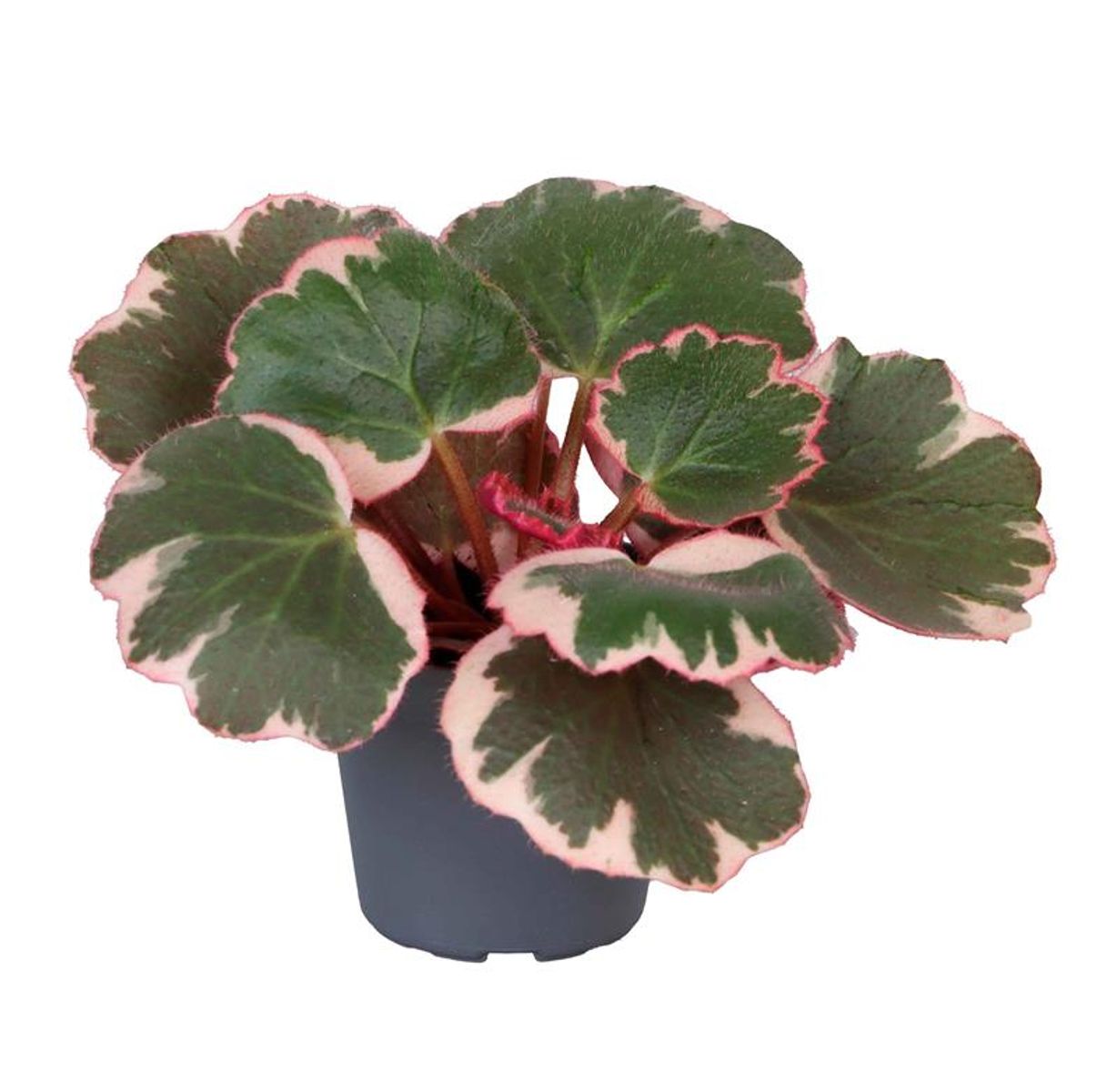 Saxifraga stolonifera Tricolor｜ストロベリベゴニア Saxifraga stolonifera 'Tricolor' — Toptan Bitki Satışı FlorAccess