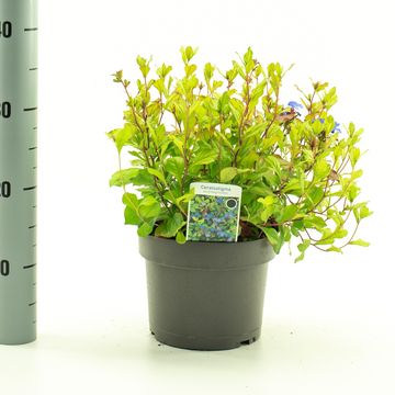 Ceratostigma plumbaginoides