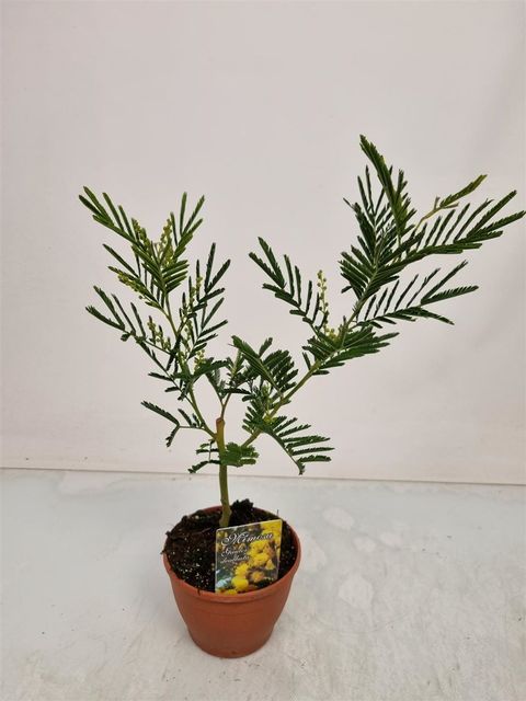 Acacia dealbata