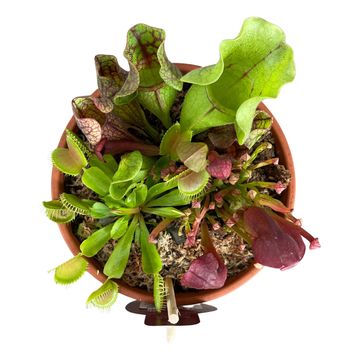 Carnivorous plants MIX