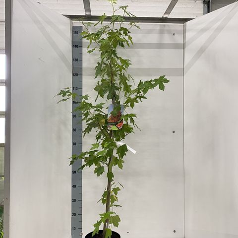 Liquidambar styraciflua