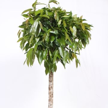 Ficus binnendijkii 'Amstel King'