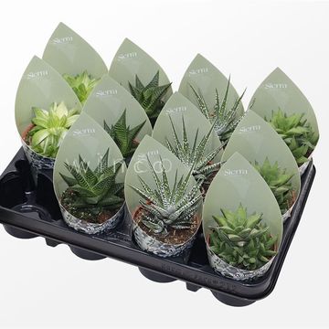 Haworthia MIX