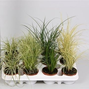 Carex MIX