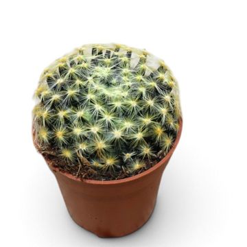 Mammillaria schiedeana