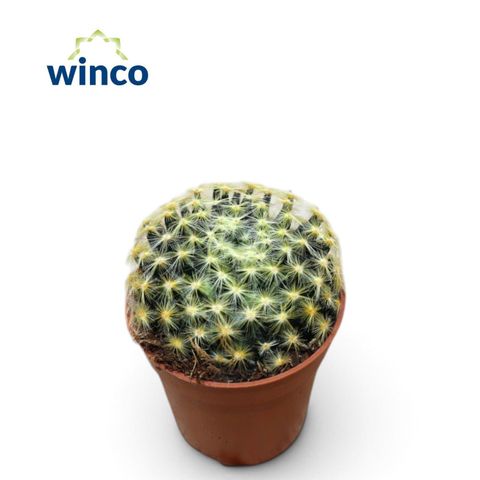 Mammillaria schiedeana