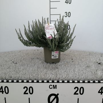 Calluna vulgaris GARDEN GIRLS FLUFFY