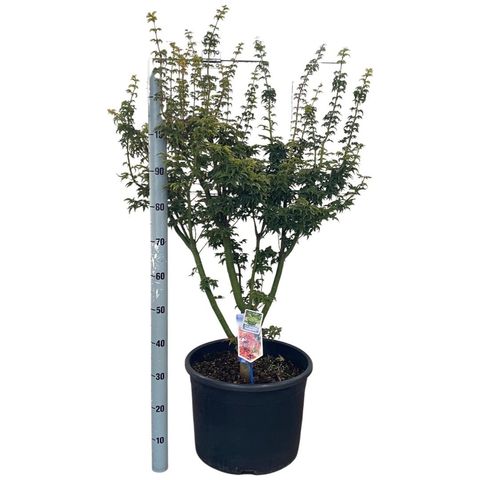 Acer palmatum 'Shishigashira'