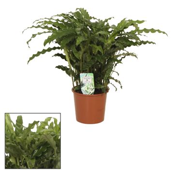 Calathea rufibarba 'Blue Grass'