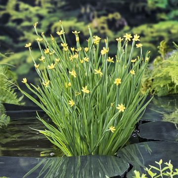 Sisyrinchium californicum