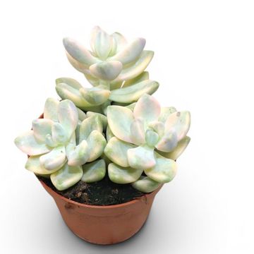 x Graptoveria 'Titubans Variegata'