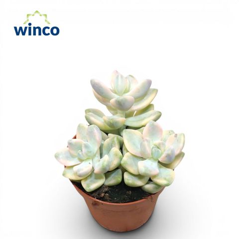 x Graptoveria 'Titubans Variegata'