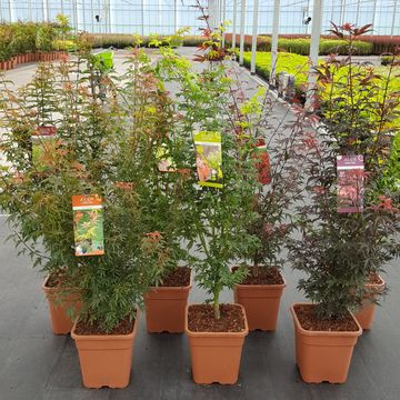 Acer palmatum MIX