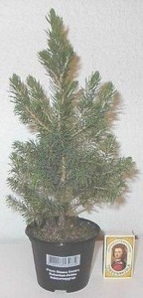 Picea glauca