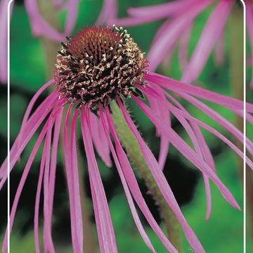 Echinacea pallida