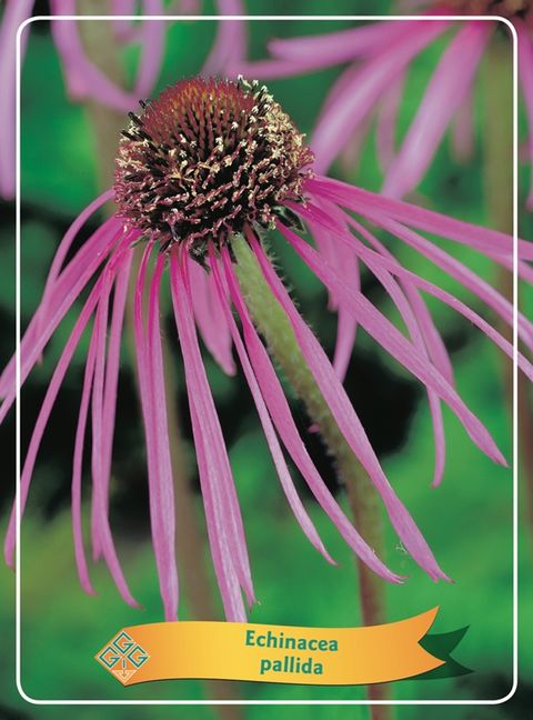 Echinacea pallida