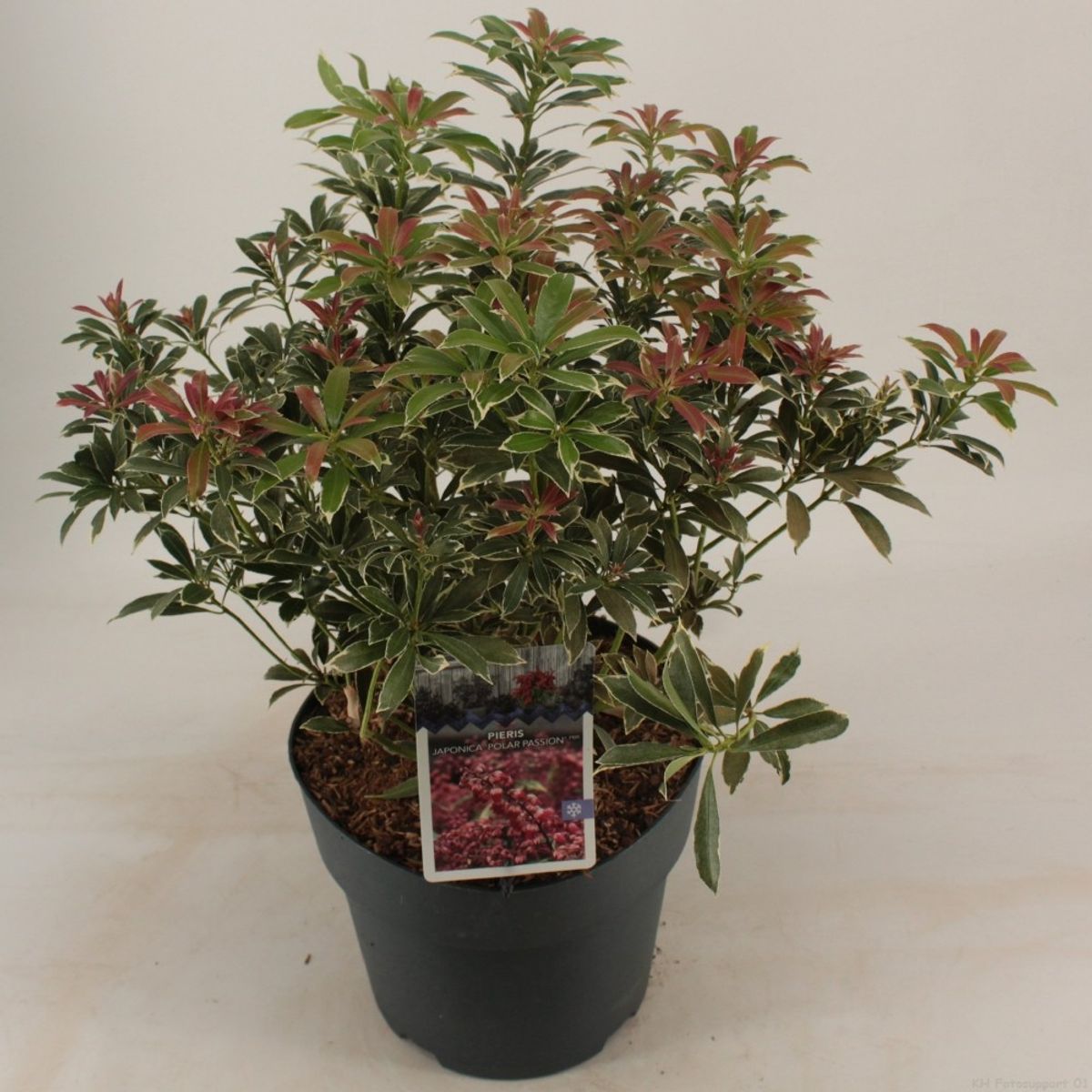 Pieris 'Polar Passion' 3Ltr Pot (NL) main image 1