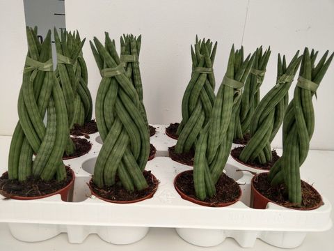 Sansevieria cylindrica 'Braid'