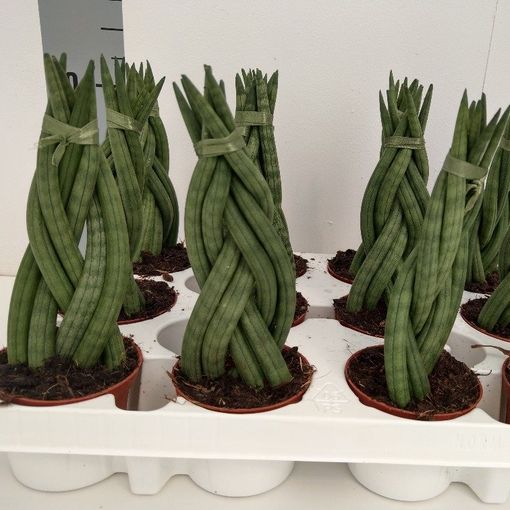 Sansevieria cylindrica 'Braid'