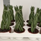 Sansevieria cylindrica 'Braid'