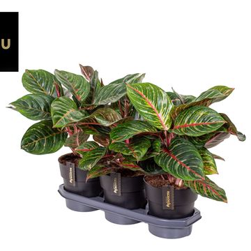 Aglaonema 'Olive Red'