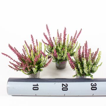 Calluna vulgaris GARDEN GIRLS MIX IN POT TWIN