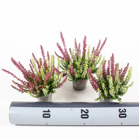 Calluna vulgaris GARDEN GIRLS MIX IN POT TWIN