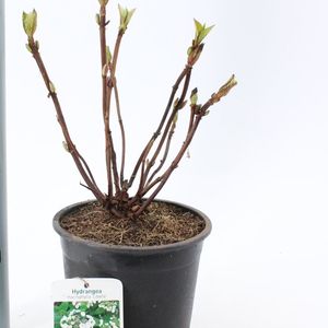 Hydrangea macrophylla 'Libelle' (About Plants Zundert BV)