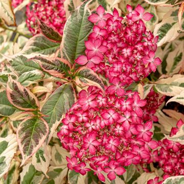 Hydrangea serrata EUPHORIA PINK