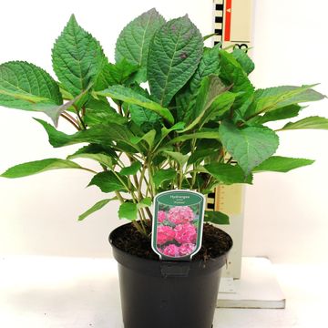 Hydrangea serrata 'Preziosa'