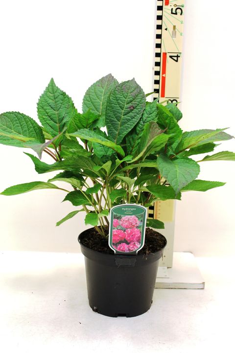 Hydrangea serrata 'Preziosa'